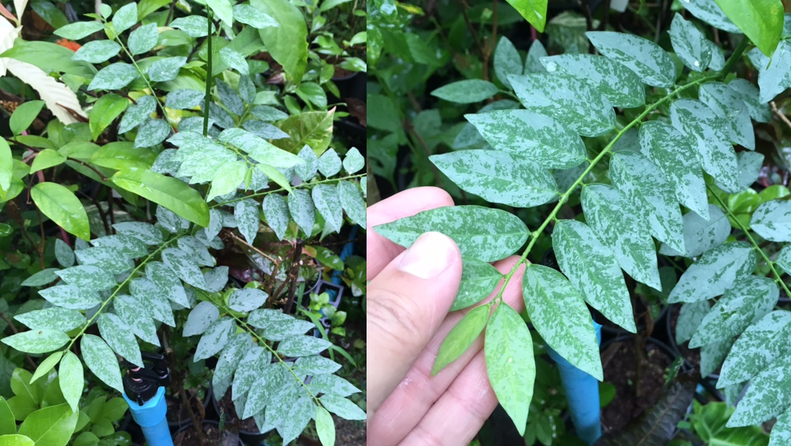 Sauropus androgynus (silver leaf) (Log in: Sauropus)