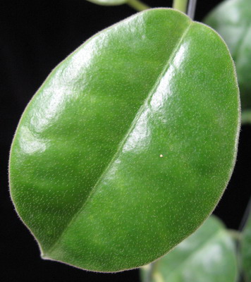 Hoya purpurea IML68             660