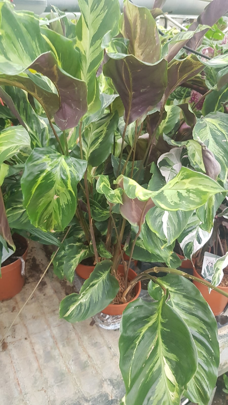 Calathea sp electric shock 14 cm pot купить по выгодной цене в