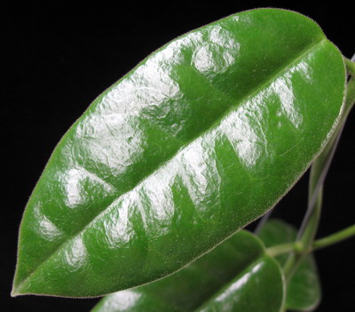 Hoya affinis No.2               659