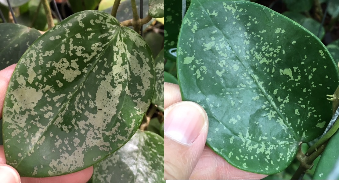 Hoya sp.851 'Heart leaf'(Silver Spot)(#851).    851