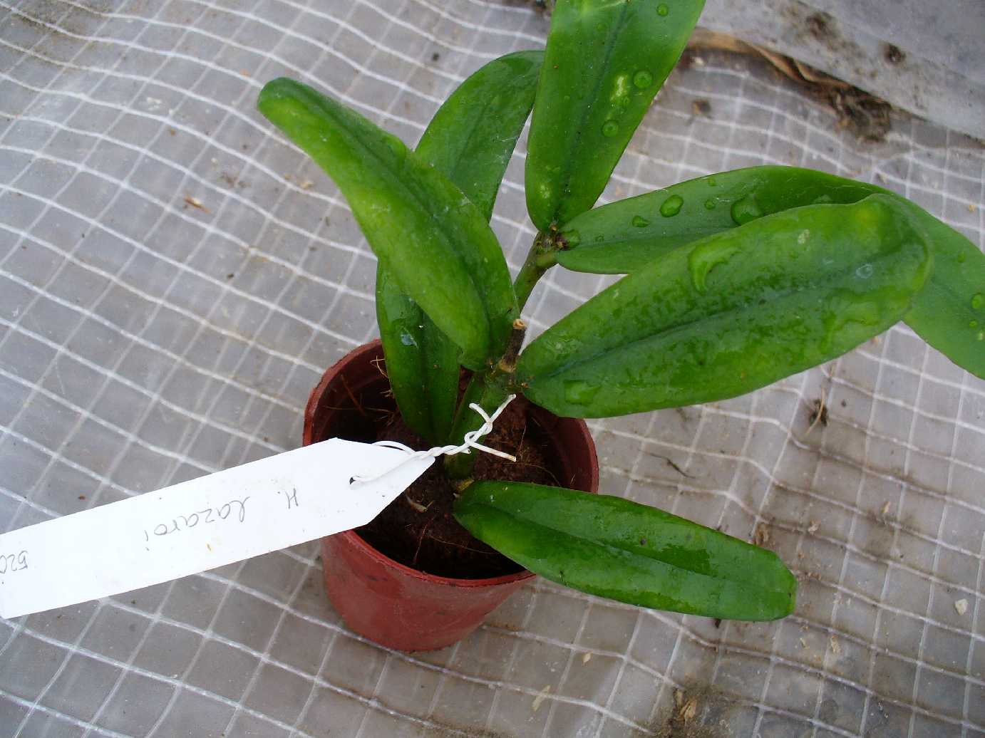 Hoya lazaroi (new species from the Philippines)         520