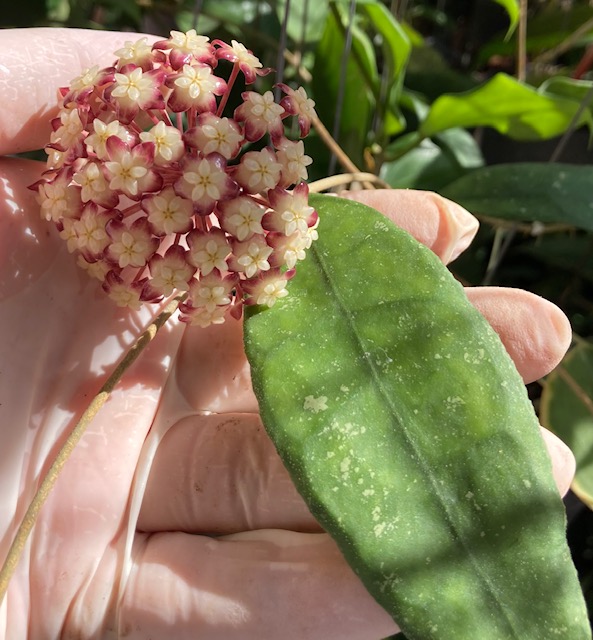 Hoya finlaysonii (wax leaf)(#892).