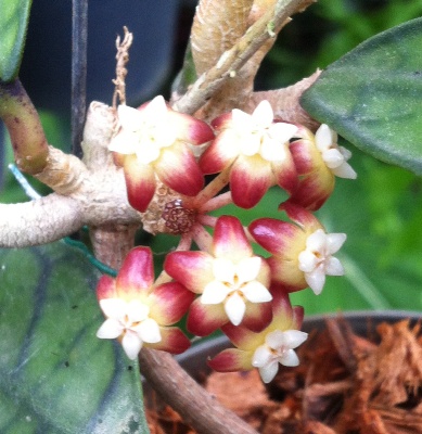Hoya callistophylla             35