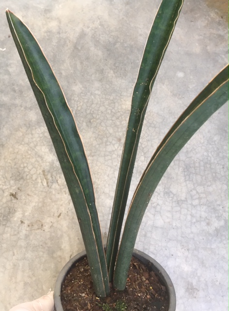 S. sinus-simiorum (S)(1 leaf, 25-30 cm)