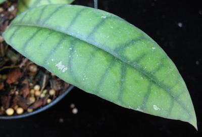 Hoya callistophylla No.3 (narrow leaf)          607