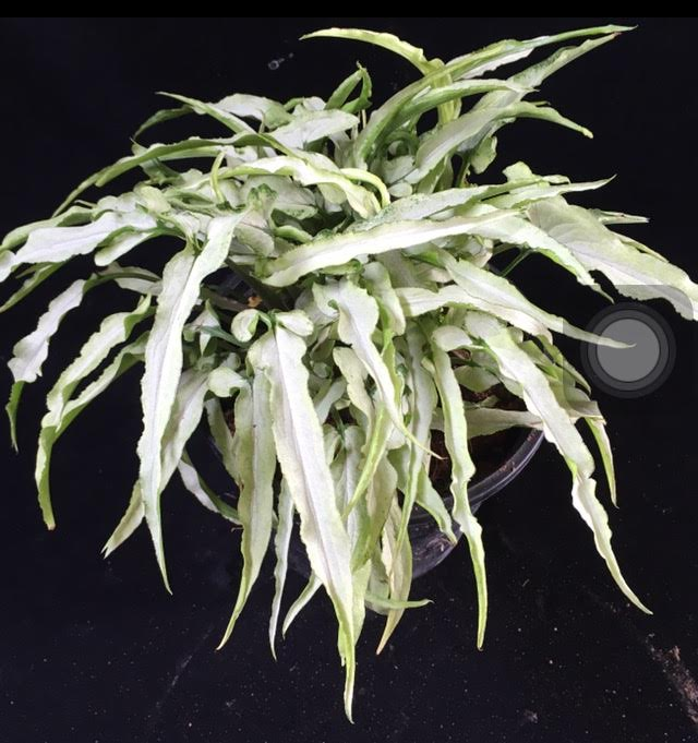 Syngonium Ngern Laima (narrow leaf)