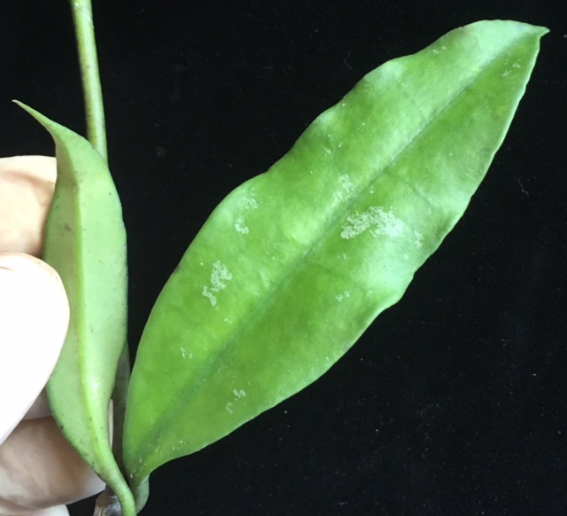 Hoya griffithii(wavy leaf)(#852)