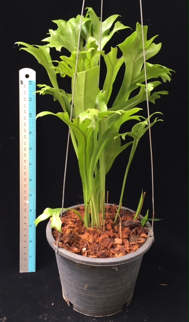 Polypodium polycarpon cv. Grandiceps