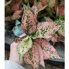 Aglaonema S1 New hybrid-1