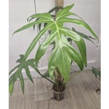 Филодендрон сп. ангустисектум / philodendron sp angustisectum