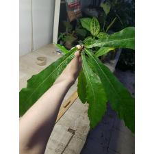 Ficus pseudopalma