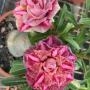 Adenium kaleidoscope