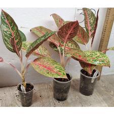 Аглаонема Диана. / Aglaonema Diana A-116