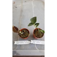 orchid anoectochilus green 1012