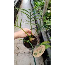 philodendron tortum 12 cm pot