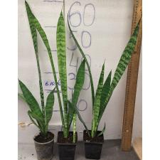 Сансевиерия зеленая / sansevieria green