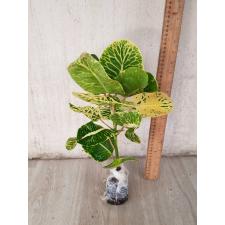 Codiaeum A66 Kong gra phun