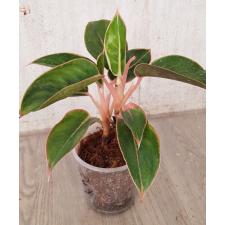 Aglaonema Fine green line A-135