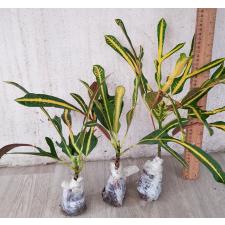 Codiaeum B-4 Khao hwang thong