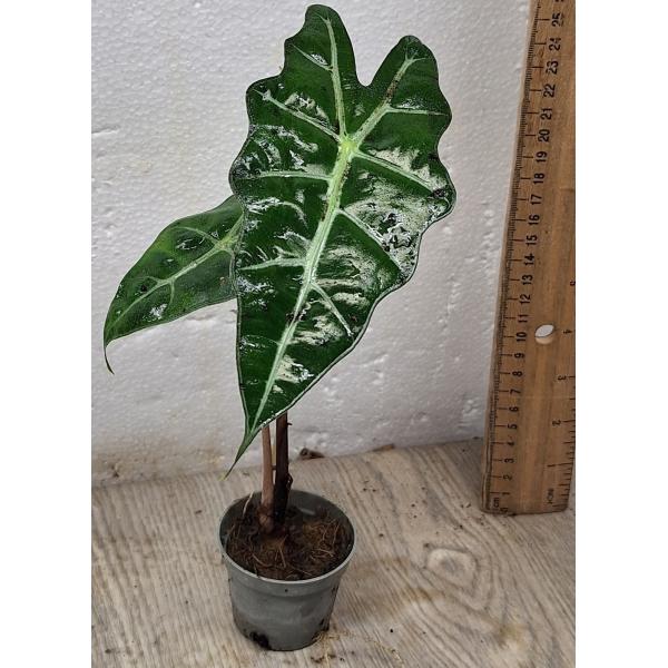 Алоказия Полли / Alocasia Polly (S)