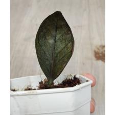 Zamioculcas zamiifolia black variegated (1 leaves) НОМЕР 9