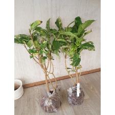 Tabernaemontana (T02) Golden variegated 279