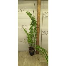 Nephrolepis 'Sa Bai Nang лист длинный мягкий