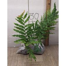 Drynaria sp.(T11) 'Sivavej' Thailand