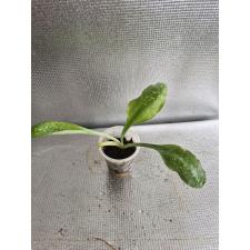 Griffinia 2500p
