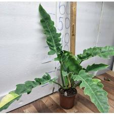Филодендрон Кольцо огня / philodendron ring of fire