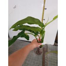 Philodendron angustilobum (T10) 559
