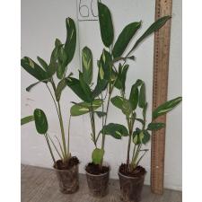 Ктенанта Голден Мозаик / Ctenanthe Golden Mosaic (S)