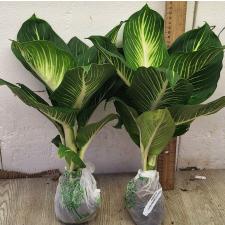 Диеффенбахия Стерлинг (Компактная форма) / Dieffenbachia Sterling (Compact form)