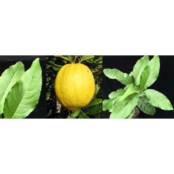 Цитрус медика «Цитрон» / Citrus medica 'Citron'
