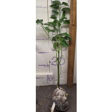 Коричник камфорный (сеянец) / Cinnamomum camphora (seedling) 25