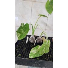 Colocasia gigantea (Leucocasia gigantea)(white variegated) S по 4200р