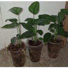 Монстера Сильтепекана / Monstera Siltepecana (S)
