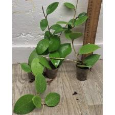 Хойя паразитика (Сердцевидные листья) / Hoya parasitica (heart-shaped leaves)