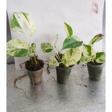 Epipremnum pinnatum Marble variegated стакан Д