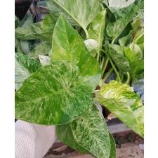 philodendron giganteum variegated