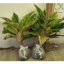 Аглаонема Аврора Розовая / Aglaonema Aurora -  Pink A-8
