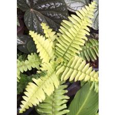 Nephrolepis exaltata cv Blonde (Rita's Gold)