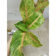 Aglaonema Sripayom A-126