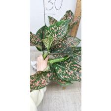 Aglaonema rub gold galaxy A-91
