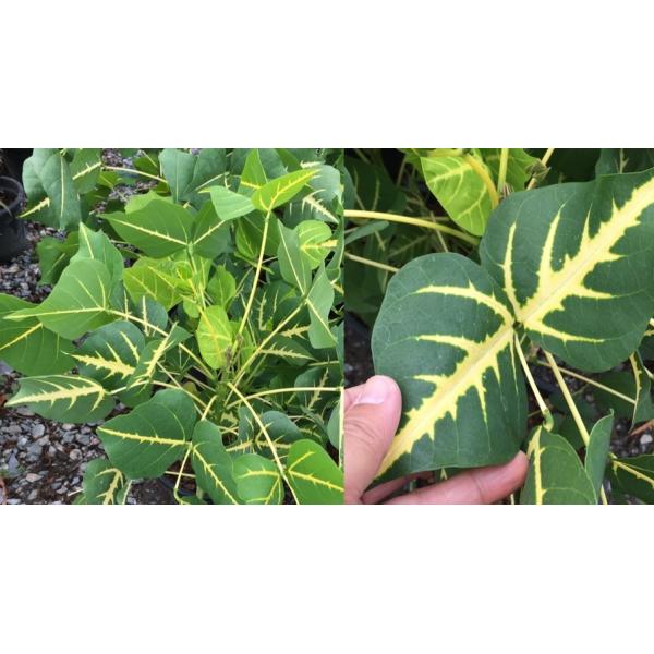 Эритрина варегатная / Erythrina variegata.