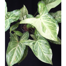 Syngonium Three Kings (mutation).