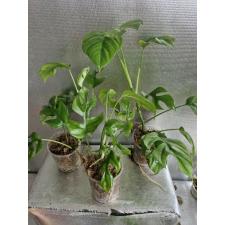Monstera sp minima 