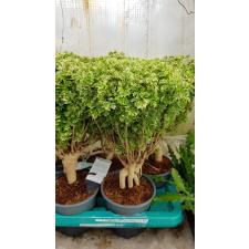 Polyscias Hawaiiana Ming Gold Bonsai (decorum)