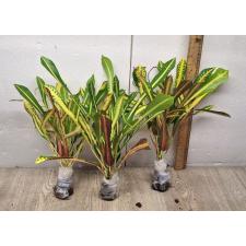 Codiaeum B-4 Khao hwang thong